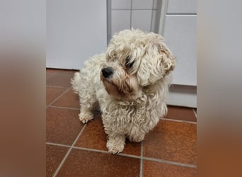 Rasse: Bolonka oder Pudel - Mischling Moniča