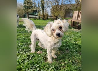 Rasse: Bolonka oder Pudel - Mischling Moniča