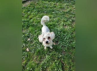 Rasse: Bolonka oder Pudel - Mischling Moniča