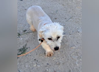 Bichonmix Bela möchte Rumänien schnell verlassen