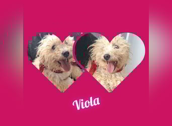 Bichon Mädel Viola würde Rumänien gerne schnell verlassen