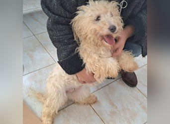 Bichon Mädel Viola würde Rumänien gerne schnell verlassen