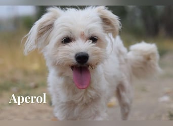 Aperol & Mojito - zwei kleine, junge Seelen die zusammenbleiben möchten