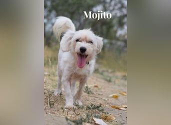 Aperol & Mojito - zwei kleine, junge Seelen die zusammenbleiben möchten