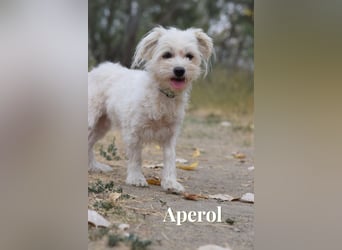 Aperol & Mojito - zwei kleine, junge Seelen die zusammenbleiben möchten