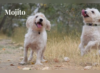 Aperol & Mojito - zwei kleine, junge Seelen die zusammenbleiben möchten