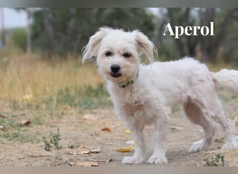 Aperol & Mojito - zwei kleine, junge Seelen die zusammenbleiben möchten