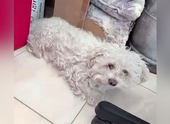 ❤️❤️❤️ scheuer kleiner BRÖSEL - 6,5 Jahre, 28cm - Bichon-Mix