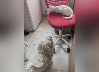 ❤️❤️❤️ scheuer kleiner BRÖSEL - 6,5 Jahre, 28cm - Bichon-Mix