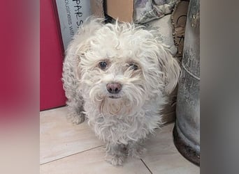 ❤️❤️❤️ scheuer kleiner BRÖSEL - 6,5 Jahre, 28cm - Bichon-Mix