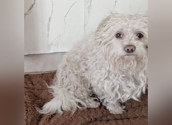 ❤️❤️❤️ scheuer kleiner BRÖSEL - 6,5 Jahre, 28cm - Bichon-Mix