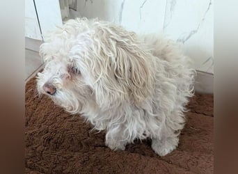 ❤️❤️❤️ scheuer kleiner BRÖSEL - 6,5 Jahre, 28cm - Bichon-Mix