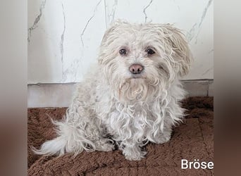 ❤️❤️❤️ scheuer kleiner BRÖSEL - 6,5 Jahre, 28cm - Bichon-Mix