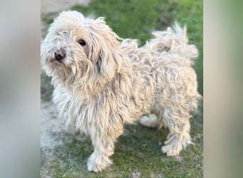 Luis -Kleine Fellnase mit großem Herz