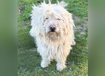 Luis -Kleine Fellnase mit großem Herz