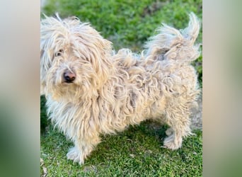 Luis -Kleine Fellnase mit großem Herz