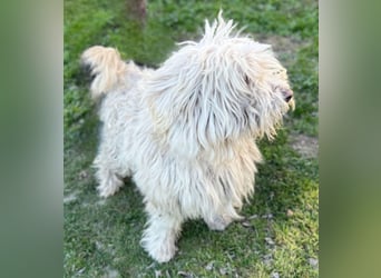 Luis -Kleine Fellnase mit großem Herz