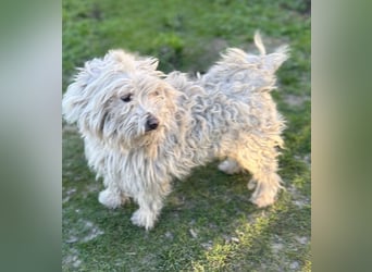 Luis -Kleine Fellnase mit großem Herz