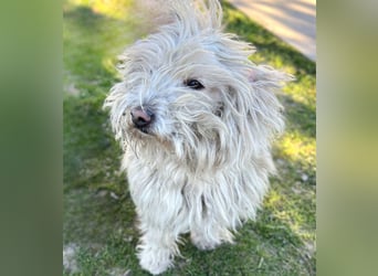 Luis -Kleine Fellnase mit großem Herz