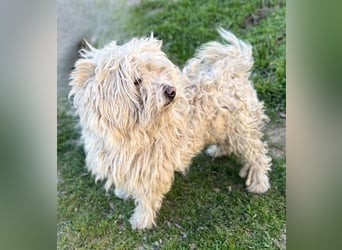 Luis -Kleine Fellnase mit großem Herz