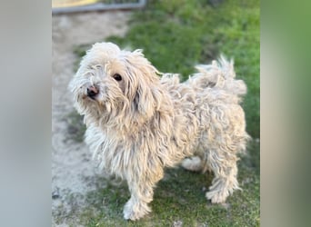 Luis -Kleine Fellnase mit großem Herz