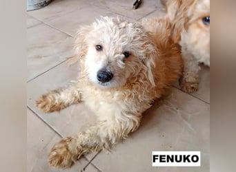 Fenuko sucht liebe Menschen