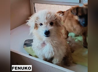Fenuko sucht liebe Menschen