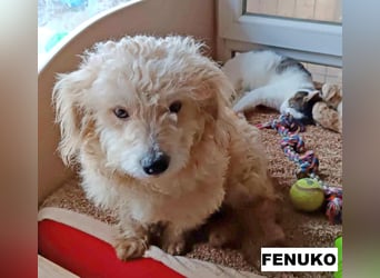 Fenuko sucht liebe Menschen