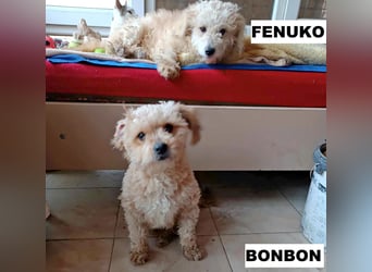 Fenuko sucht liebe Menschen