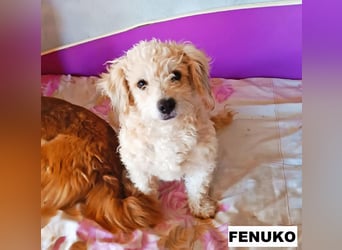 Fenuko sucht liebe Menschen