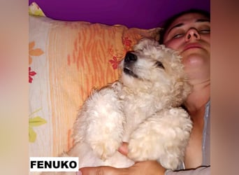 Fenuko sucht liebe Menschen
