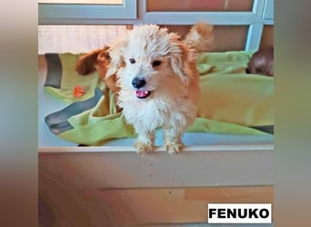 Fenuko sucht liebe Menschen