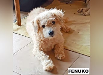 Fenuko sucht liebe Menschen