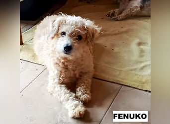 Fenuko sucht liebe Menschen