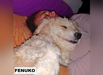 Fenuko sucht liebe Menschen