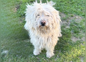 Luis-LM - wuschelige Fellnase sucht ein Zuhause 