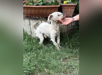 Optimus_KK – treuer Senior sucht würdigen Lebensabend 