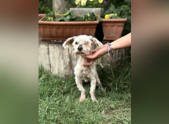 Optimus_KK – treuer Senior sucht würdigen Lebensabend 