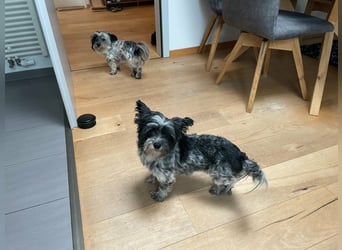 Casper, geboren 01.11.2022, 30cm sucht neues Zuhause