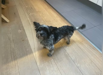 Casper, geboren 01.11.2022, 30cm sucht neues Zuhause