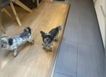 Casper, geboren 01.11.2022, 30cm sucht neues Zuhause