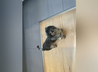 Casper, geboren 01.11.2022, 30cm sucht neues Zuhause