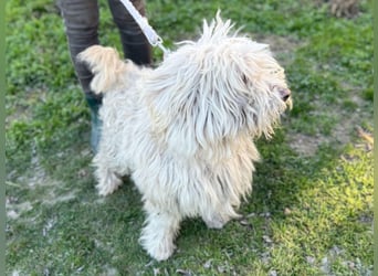 Luis, lieber Bichon/ Pinscher Mix geb. 2018