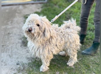 Luis, lieber Bichon/ Pinscher Mix geb. 2018