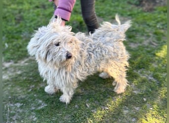 Luis, lieber Bichon/ Pinscher Mix geb. 2018