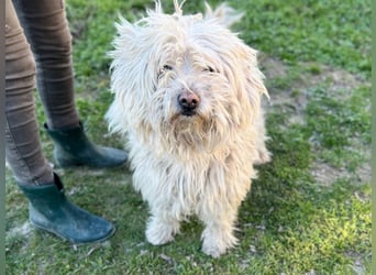 Luis, lieber Bichon/ Pinscher Mix geb. 2018