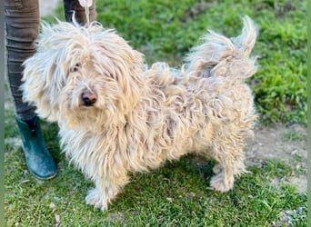 Luis, lieber Bichon/ Pinscher Mix geb. 2018