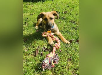 ♥JANNIS♥ auf Pflegestelle bei Köln - zuckersüßer, verspielter Welpe 29 cm (wachsend)