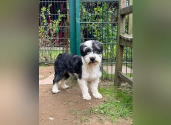 ♥OREO♥ neu auf Pflegestelle bei Köln - süßer, total freundlicher und aufgeschlossener Rüde 35cm