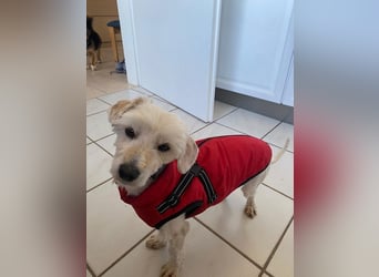 ♥WINFRED♥ neu auf Pflegestelle bei Duisburg - süßer, verschmuster kleiner Rüde 30 cm